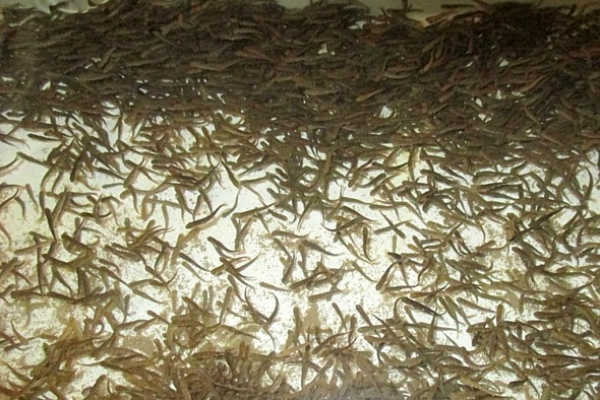 Fish farming 7